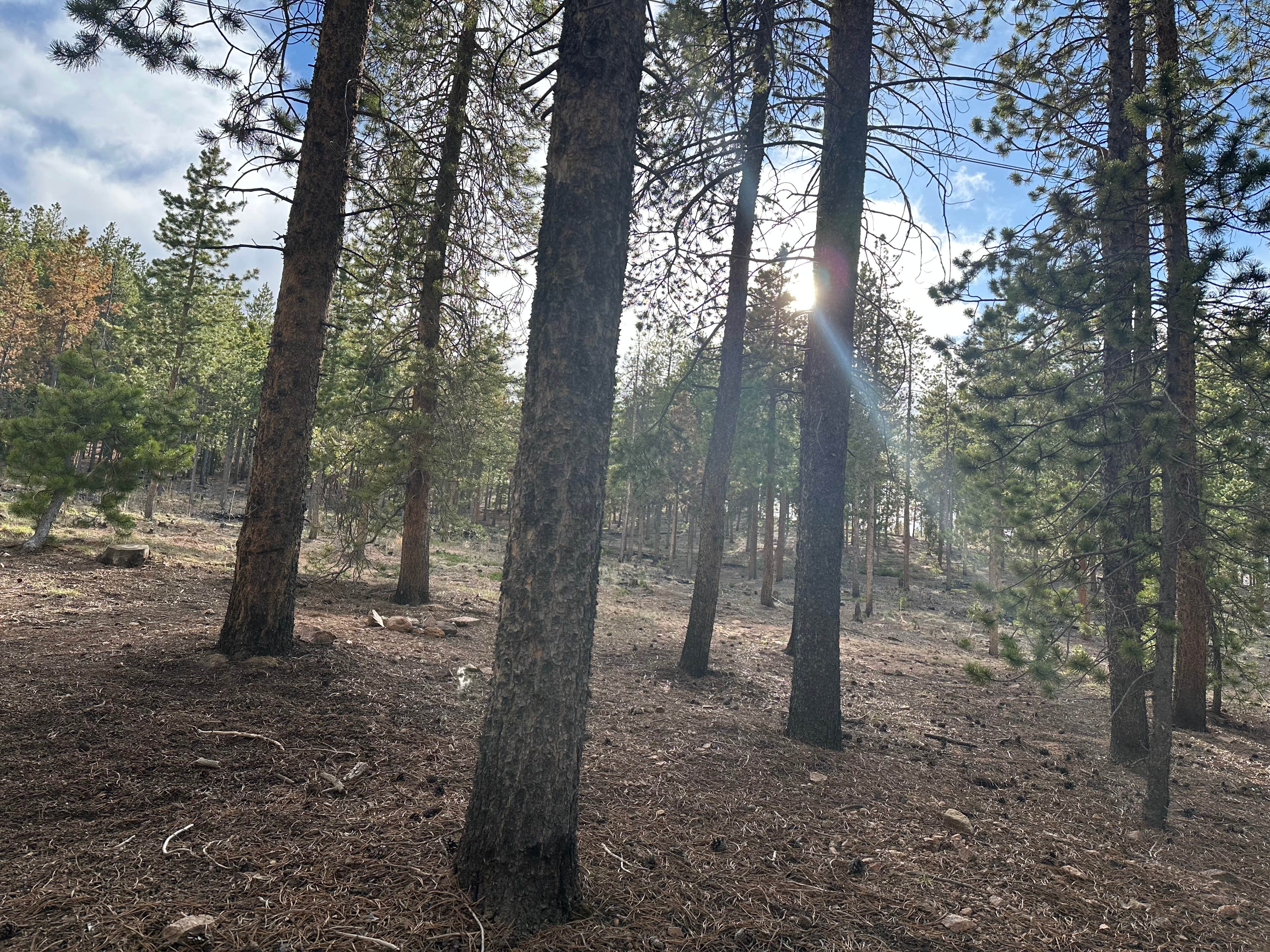 Camper submitted image from Cub Creek Campground - 1