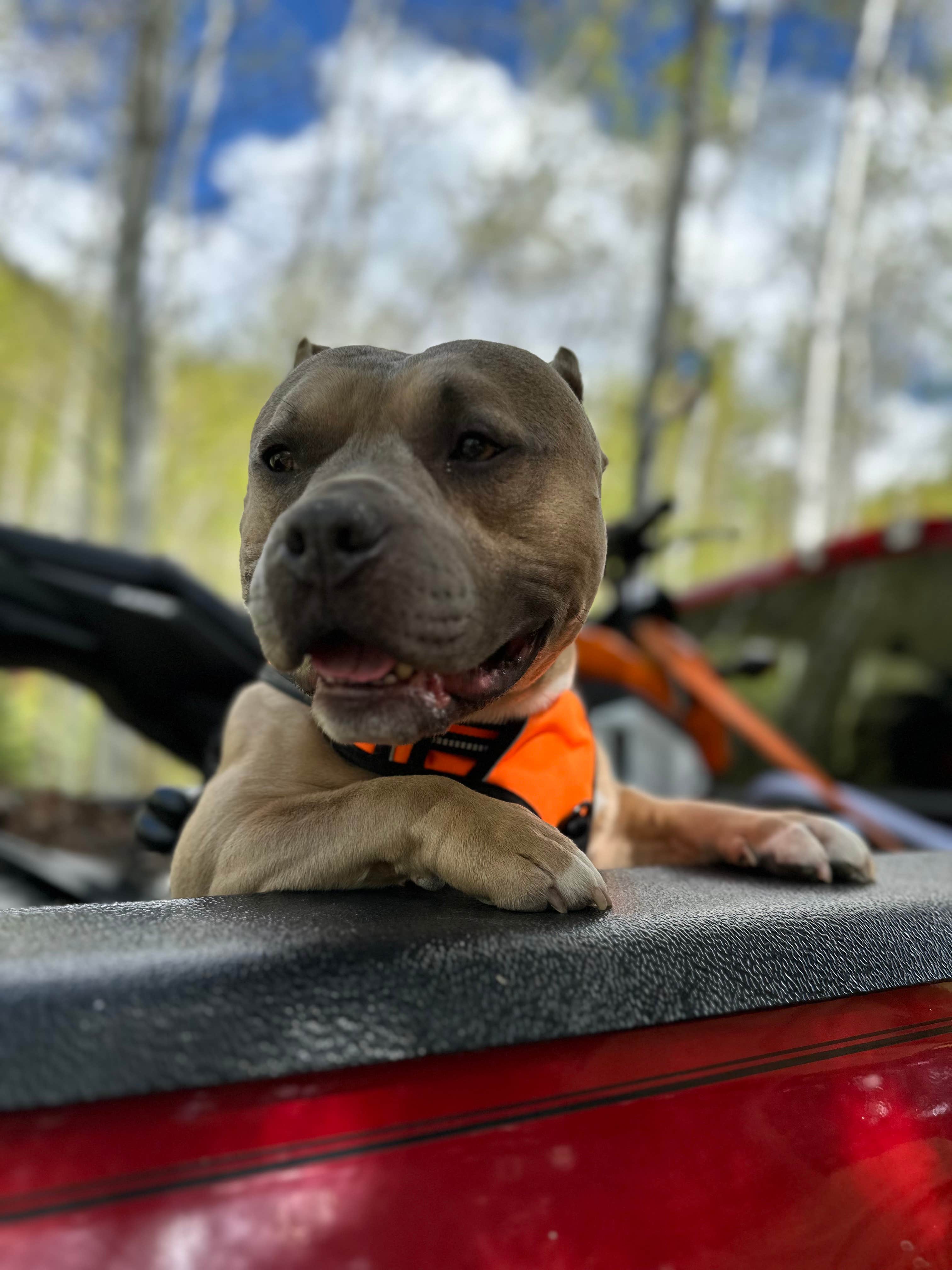 Megan A.'s photo of camping with pets at Difficult Campground near Crested Butte, CO