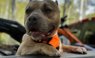 Megan A.'s photo of camping with pets at Difficult Campground near Crested Butte, CO