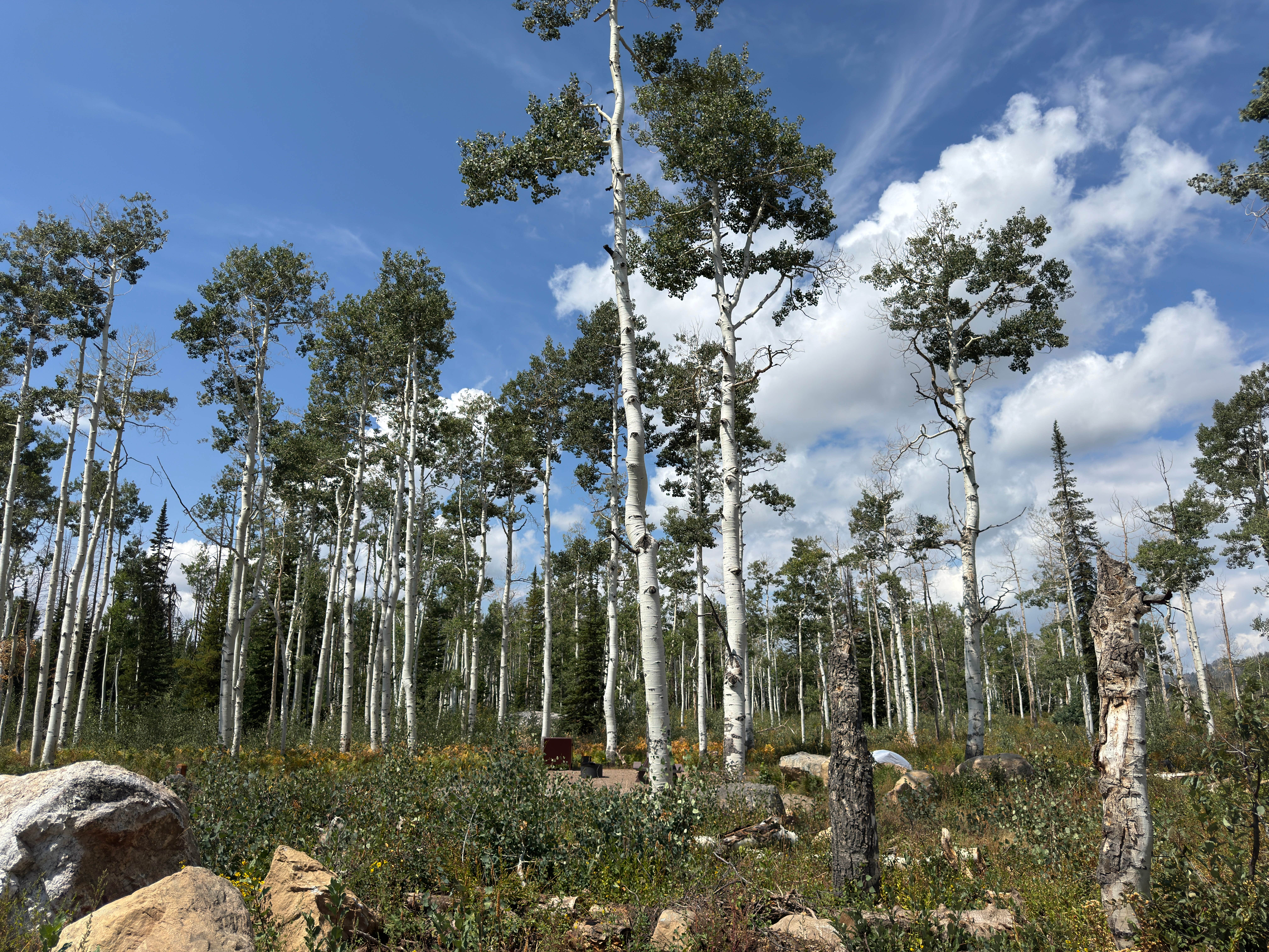 Camper-submitted photo at Dry Lake Campground near Steamboat Springs, CO