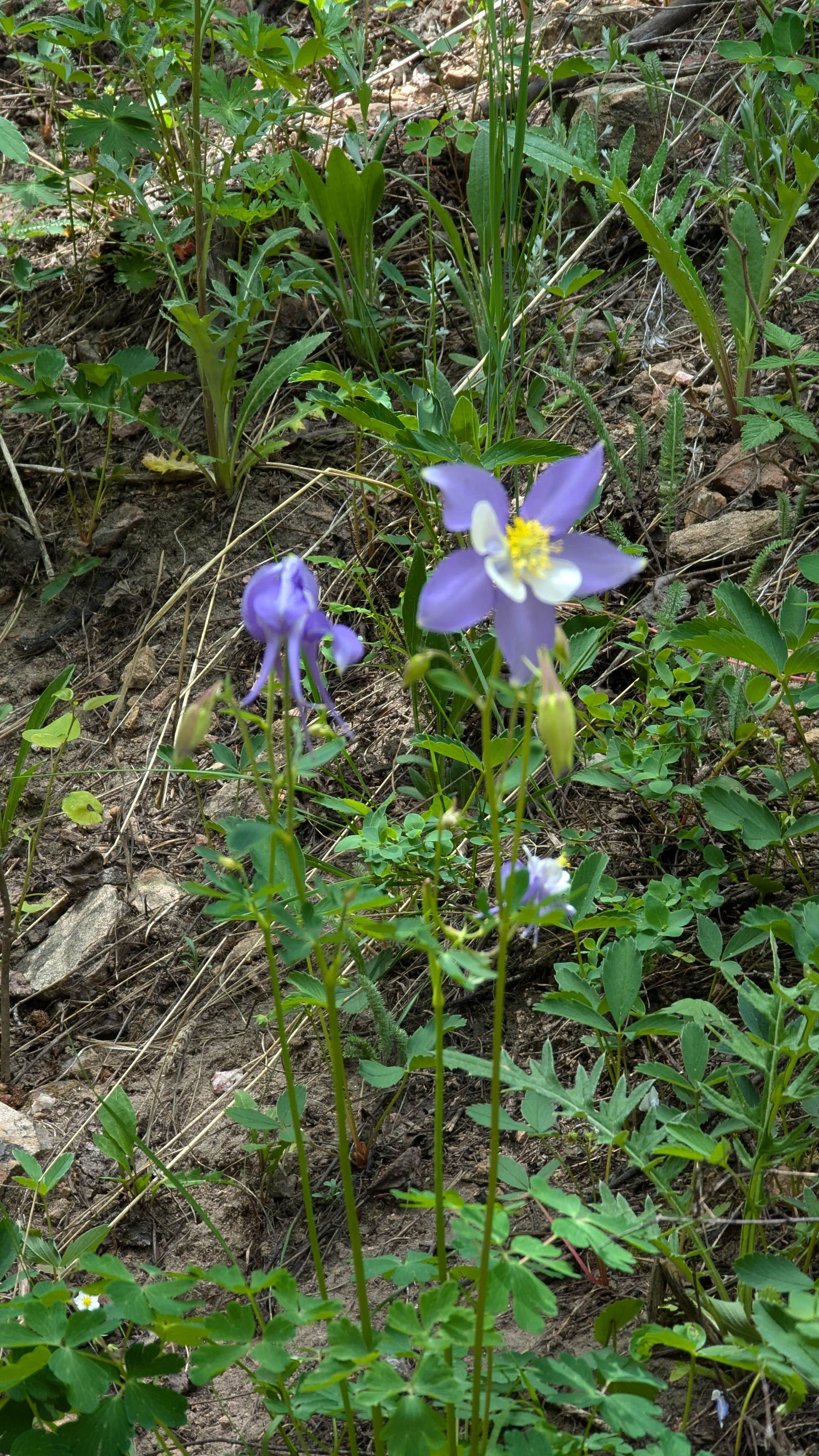 Camper-submitted photo at Frazer Meadow Campground — Golden Gate Canyon near Nederland, CO