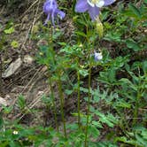 Review photo of Frazer Meadow Campground — Golden Gate Canyon by Anthony N., June 24, 2024