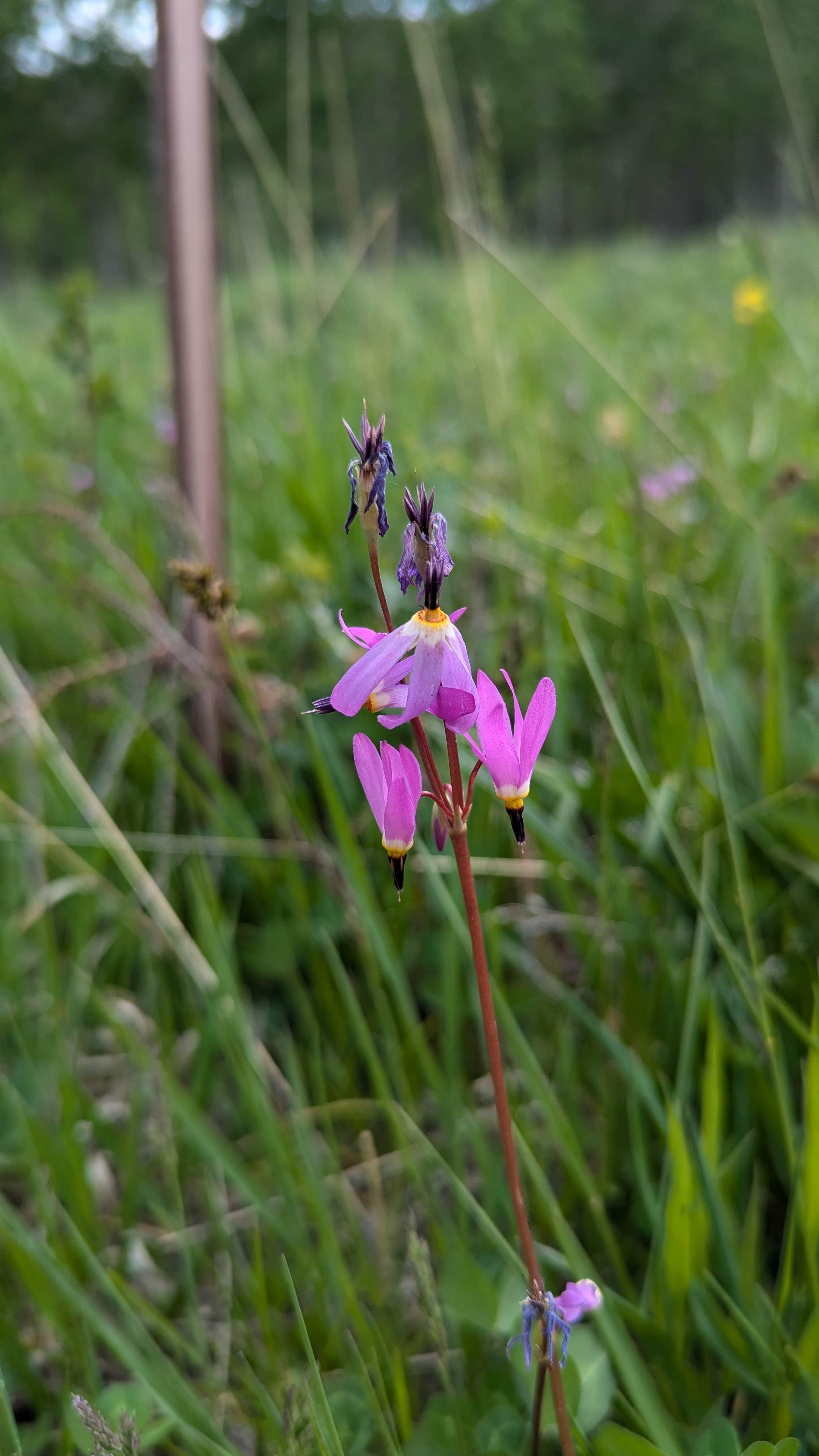 Camper-submitted photo at Frazer Meadow Campground — Golden Gate Canyon near Nederland, CO
