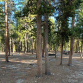 More campground trees.