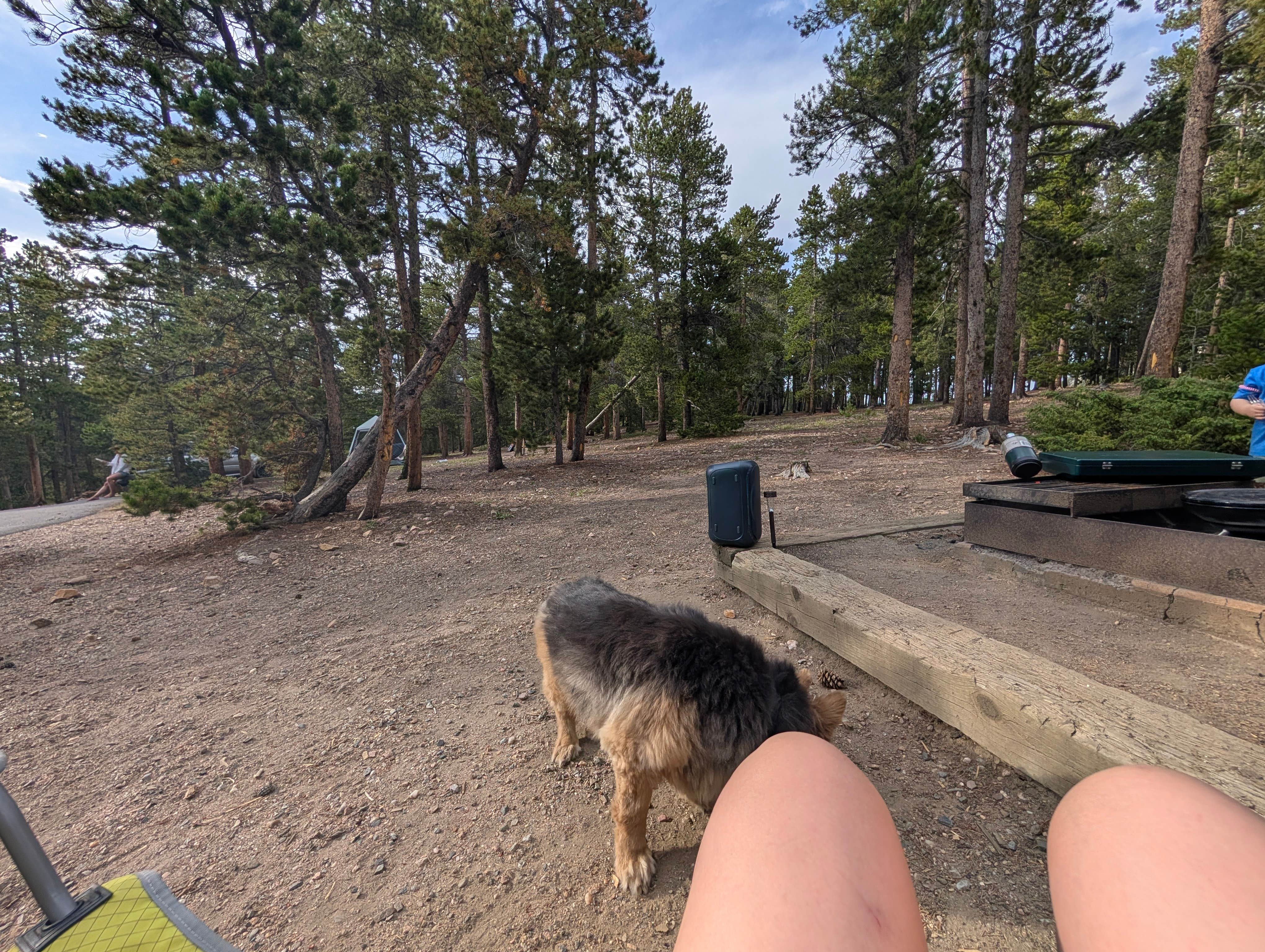 Lauren K.'s photo of camping with pets at Reverend's Ridge Campground — Golden Gate Canyon near Twin Lakes, CO