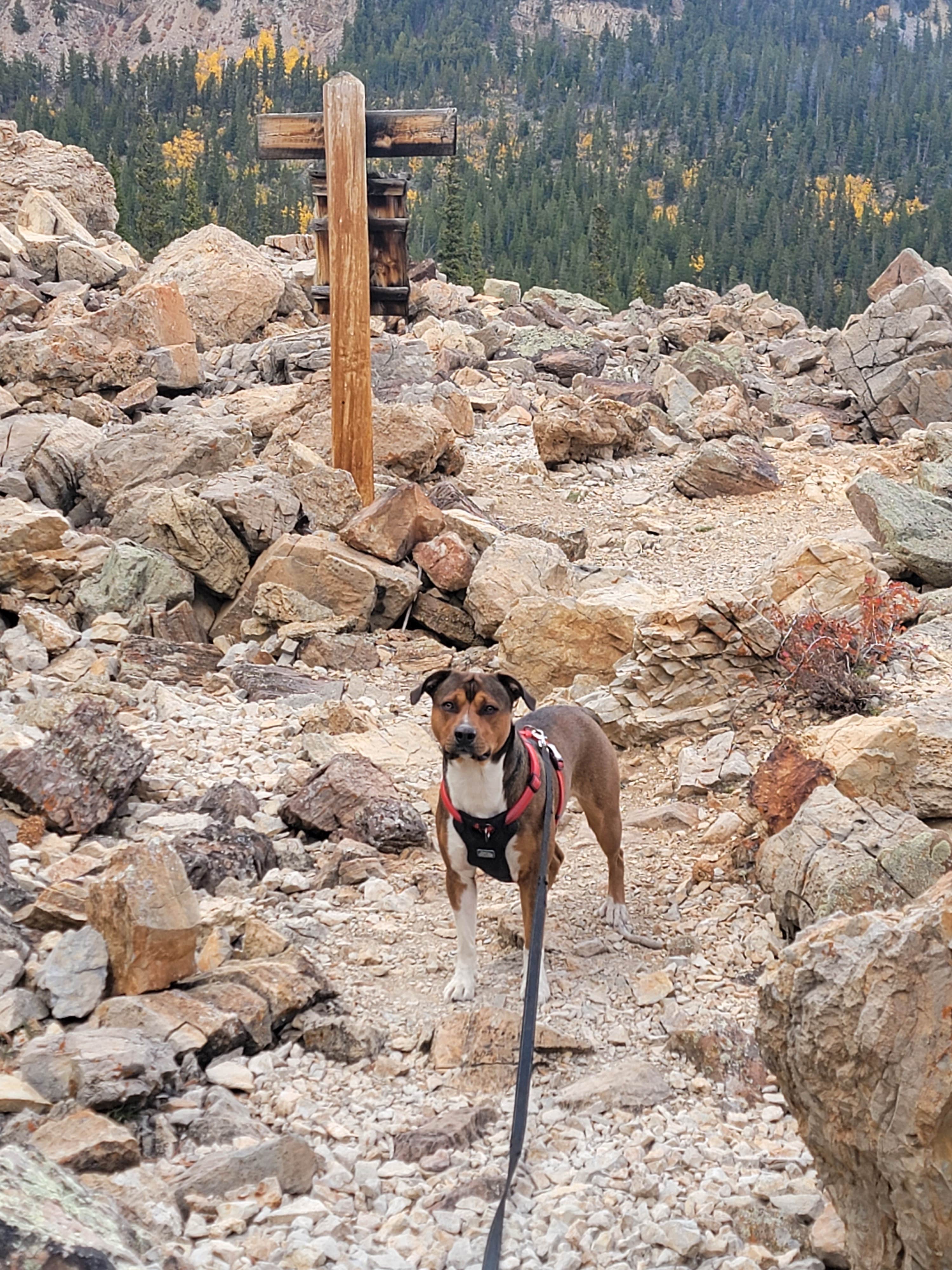 Steve's photo of camping with pets at Horseshoe Campground near Como, CO