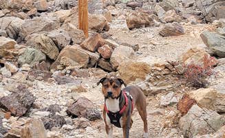 Steve's photo of camping with pets at Horseshoe Campground near Como, CO