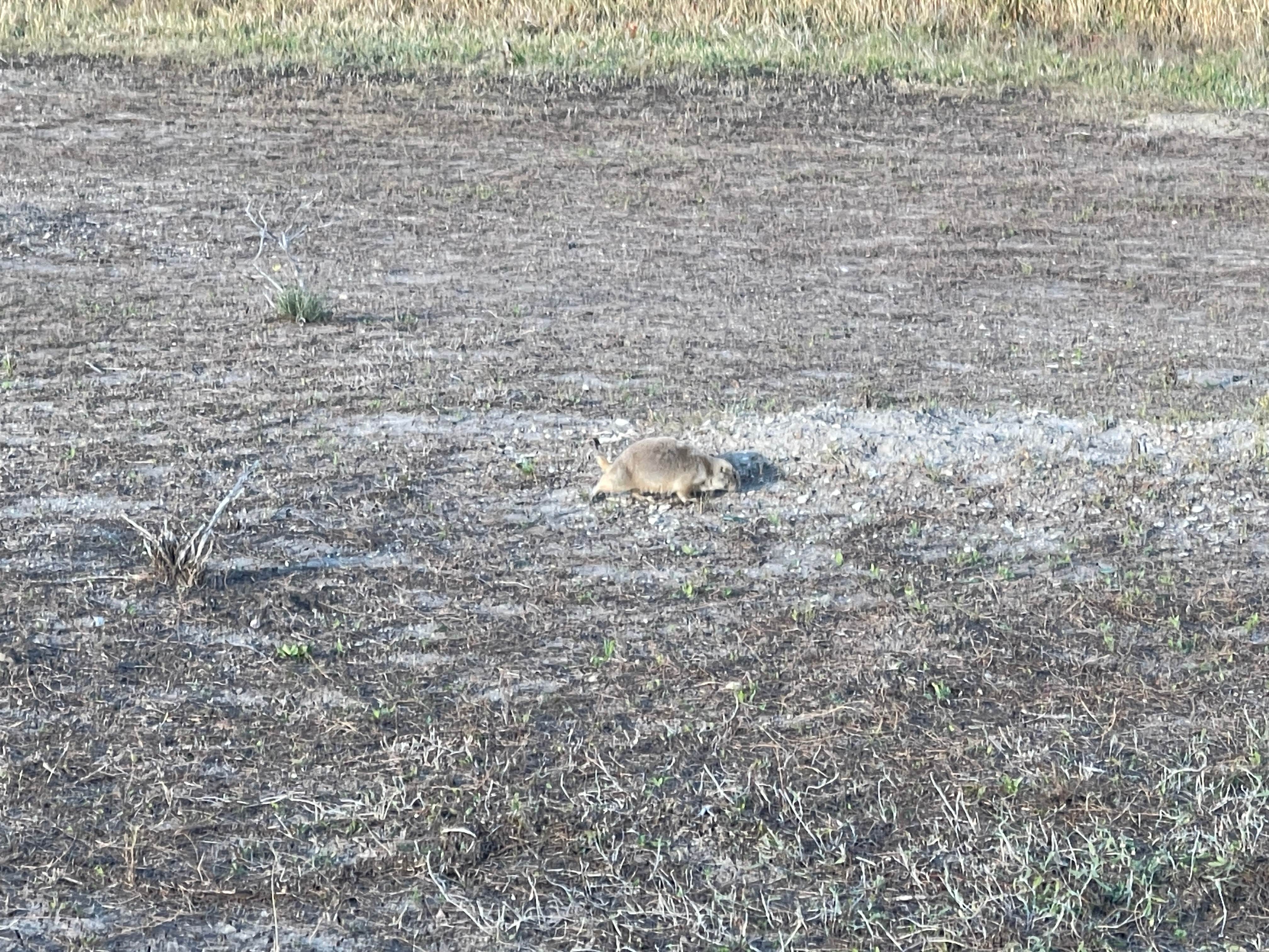 Adam  B.'s photo of camping with pets at South Bay Campground — Horsetooth Reservoir near Windsor, CO