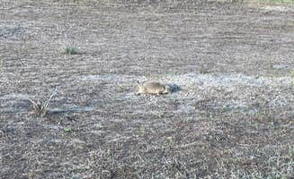 Adam B.'s photo of camping with pets at South Bay Campground — Horsetooth Reservoir near Fort Collins, CO