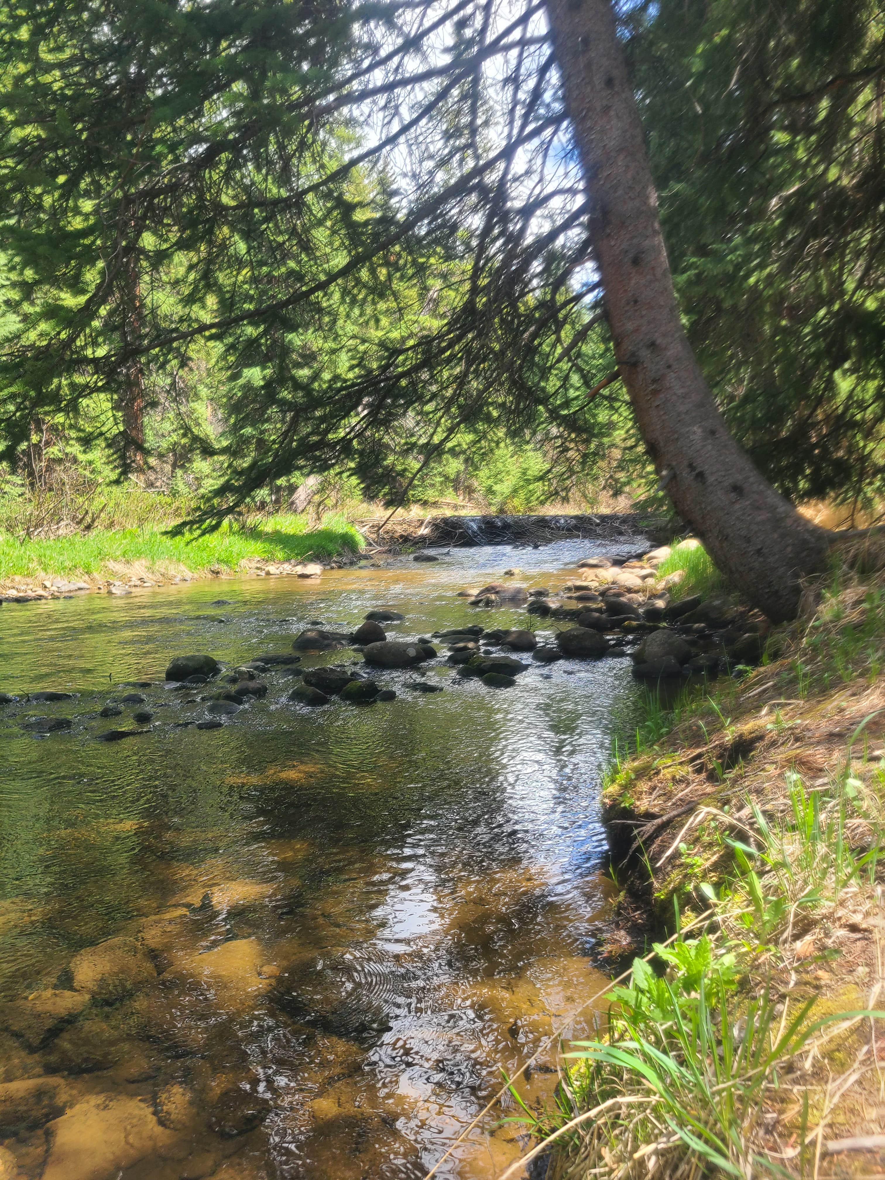 Camper-submitted photo at Idlewild Campground near Fraser, CO