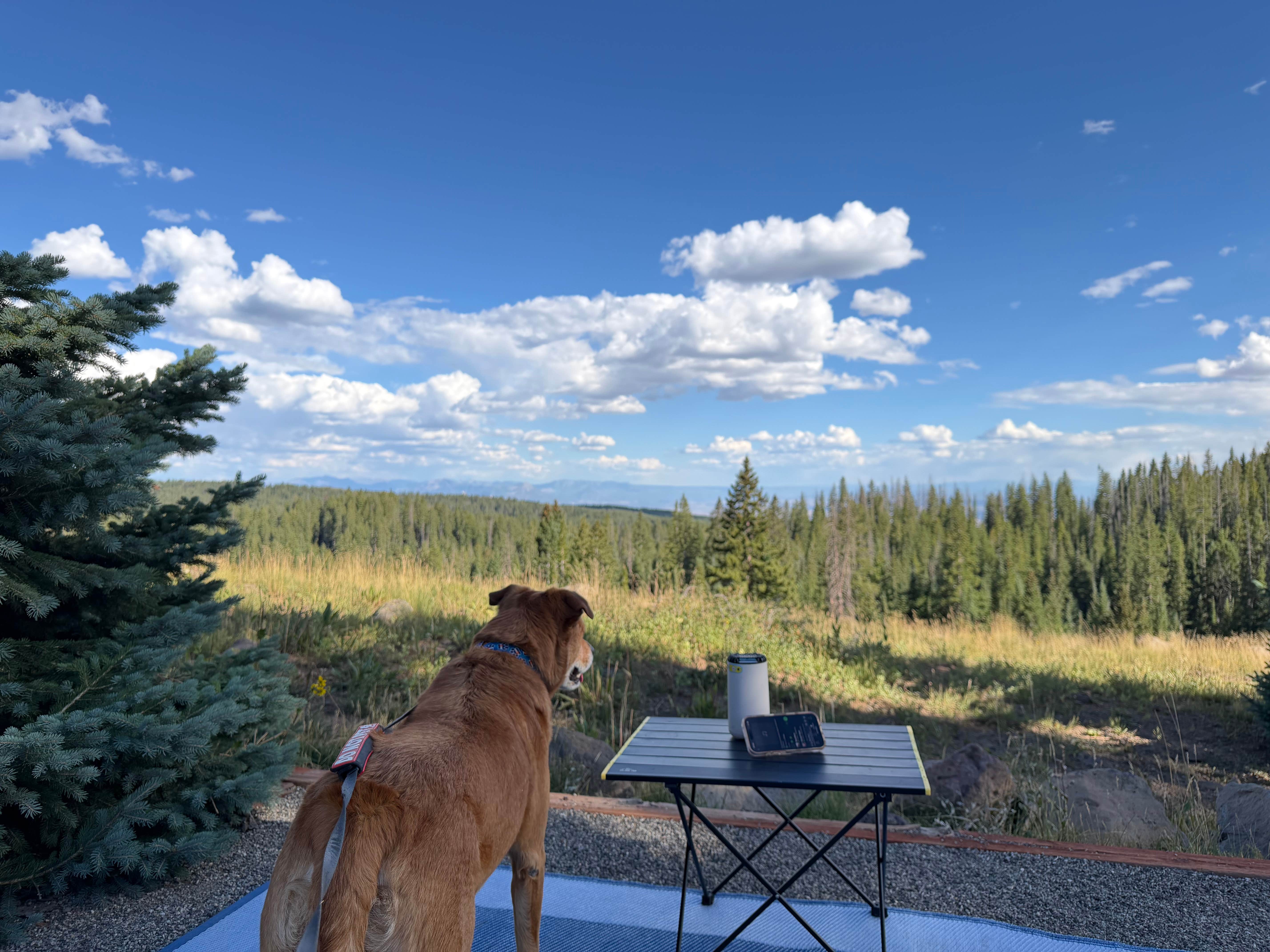 melissa D.'s photo of camping with pets at Island Lake Campground near Cedaredge, CO