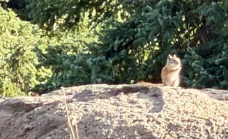 melissa D.'s photo of camping with pets at Island Lake Campground near Parachute, CO