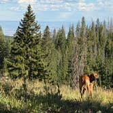 Review photo of Island Lake Campground by melissa D., August 28, 2026
