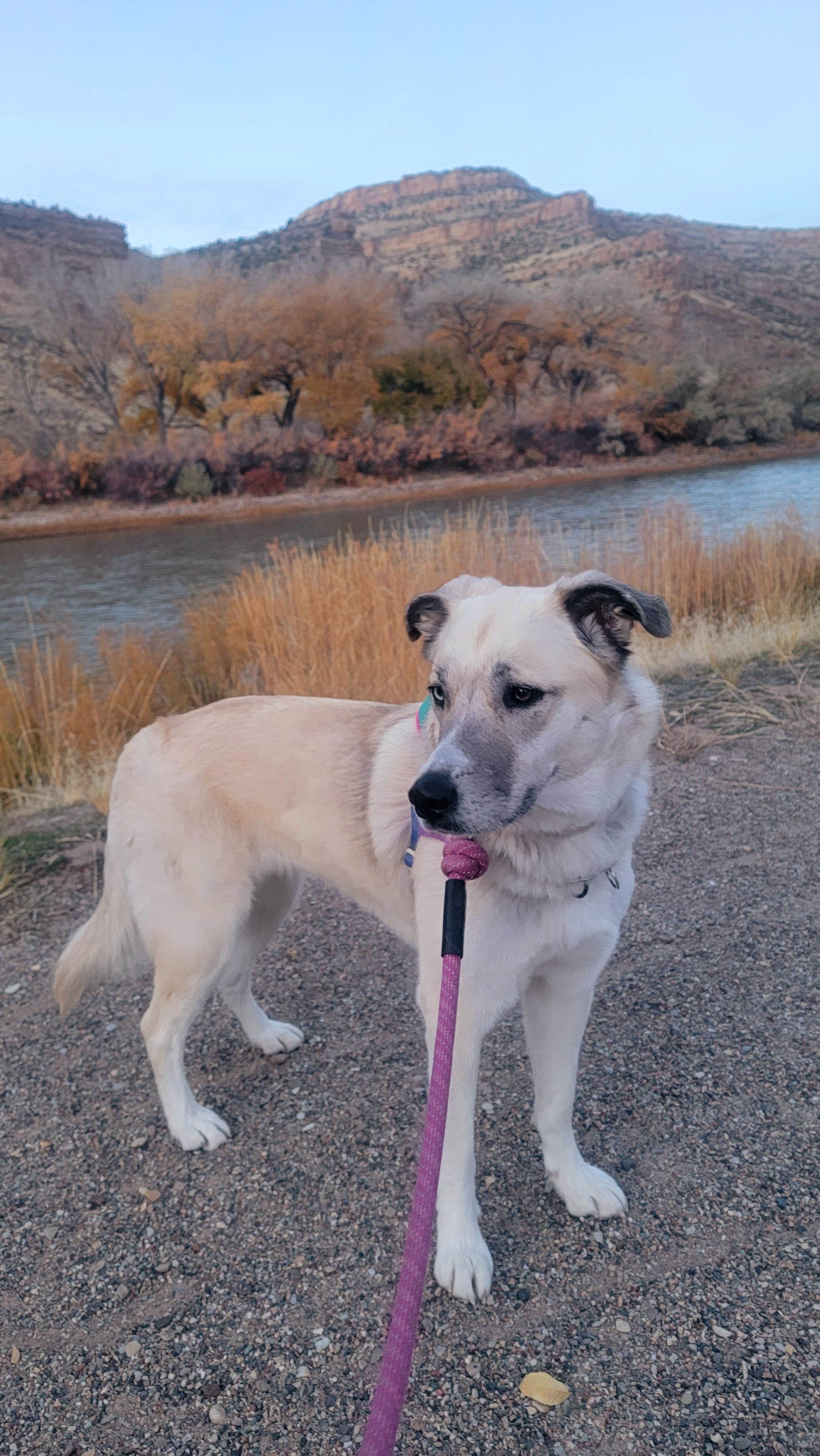 Renee T.'s photo of camping with pets at Island Acres Section Camping — James M. Robb Colorado River State Park near Grand Junction, CO