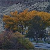 Review photo of Island Acres Section Camping — James M. Robb Colorado River State Park by Renee T., November 11, 2023