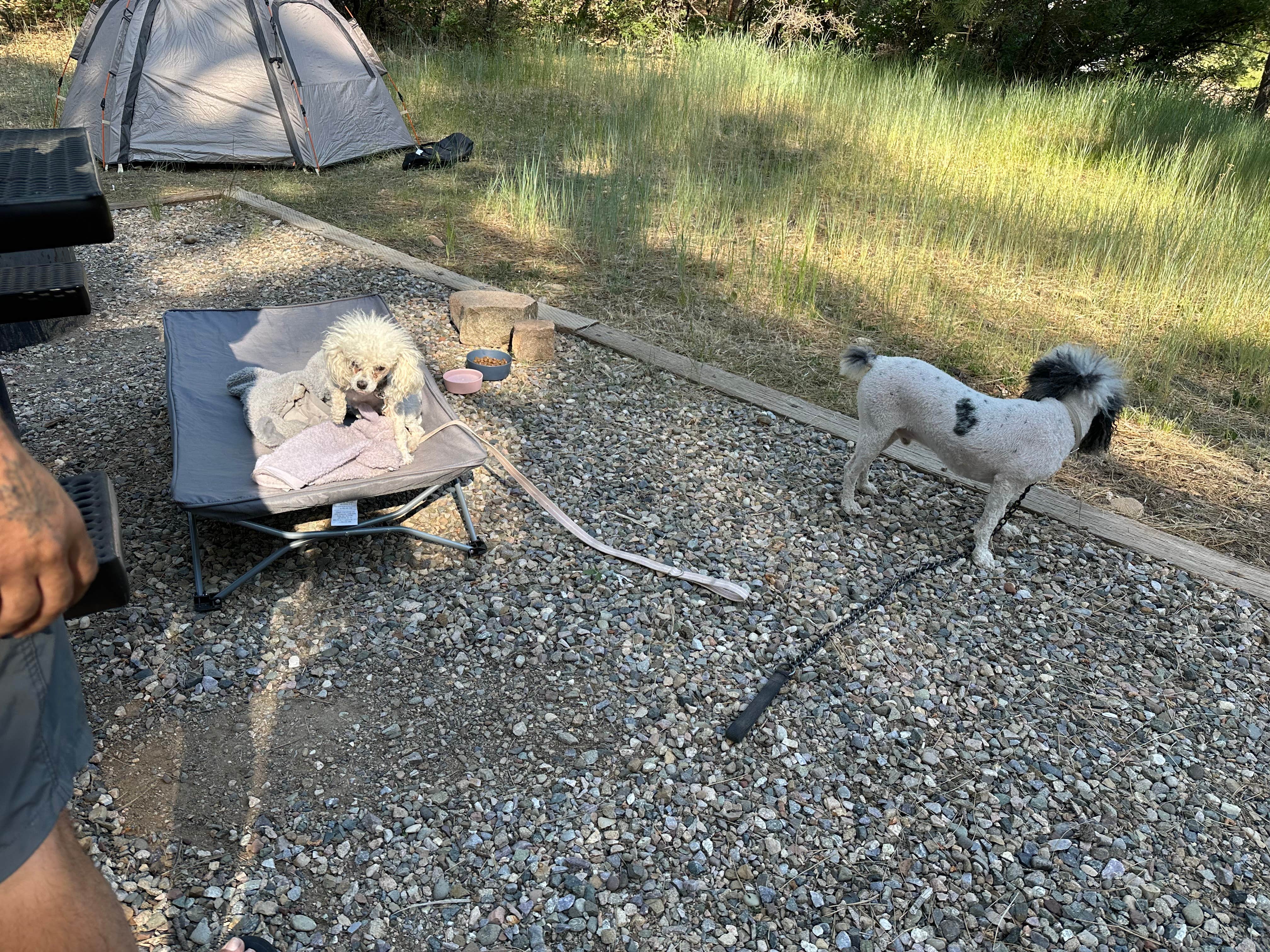 Tabitha M.'s photo of camping with pets at Junction Creek Campground near San Juan National Forest