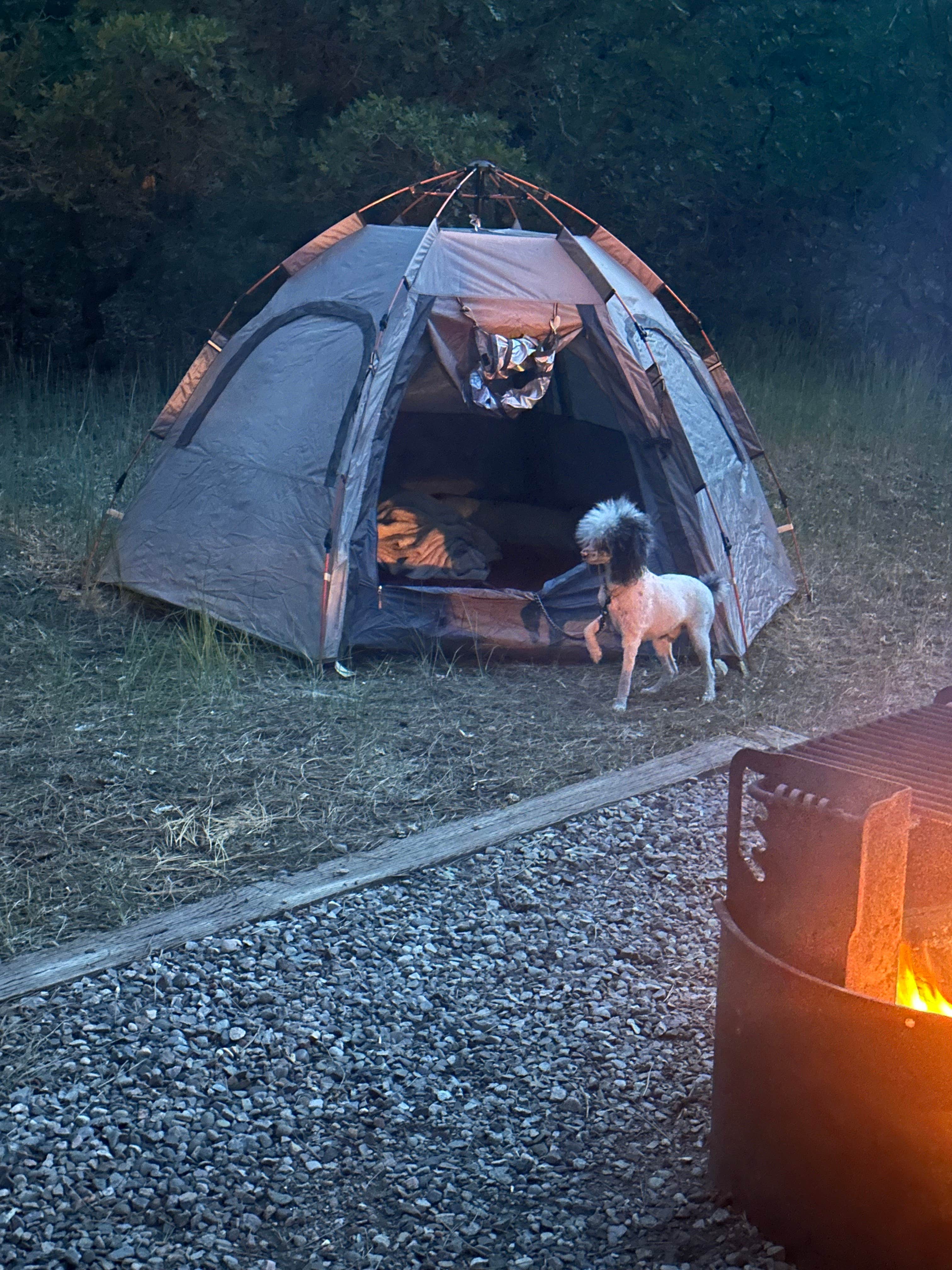 Tabitha M.'s photo at Junction Creek Campground near Purgatory, CO