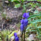 Review photo of Lincoln Creek Dispersed Campground by Elsa P., September 1, 2024