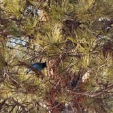 Review photo of Lone Rock Campground by Davis U., March 17, 2026