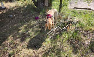 Wm S.'s photo of camping with pets at Lost Lake Campground near Crawford, CO