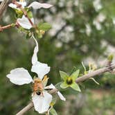 Review photo of McPhee Campground by Elena C., May 26, 2025