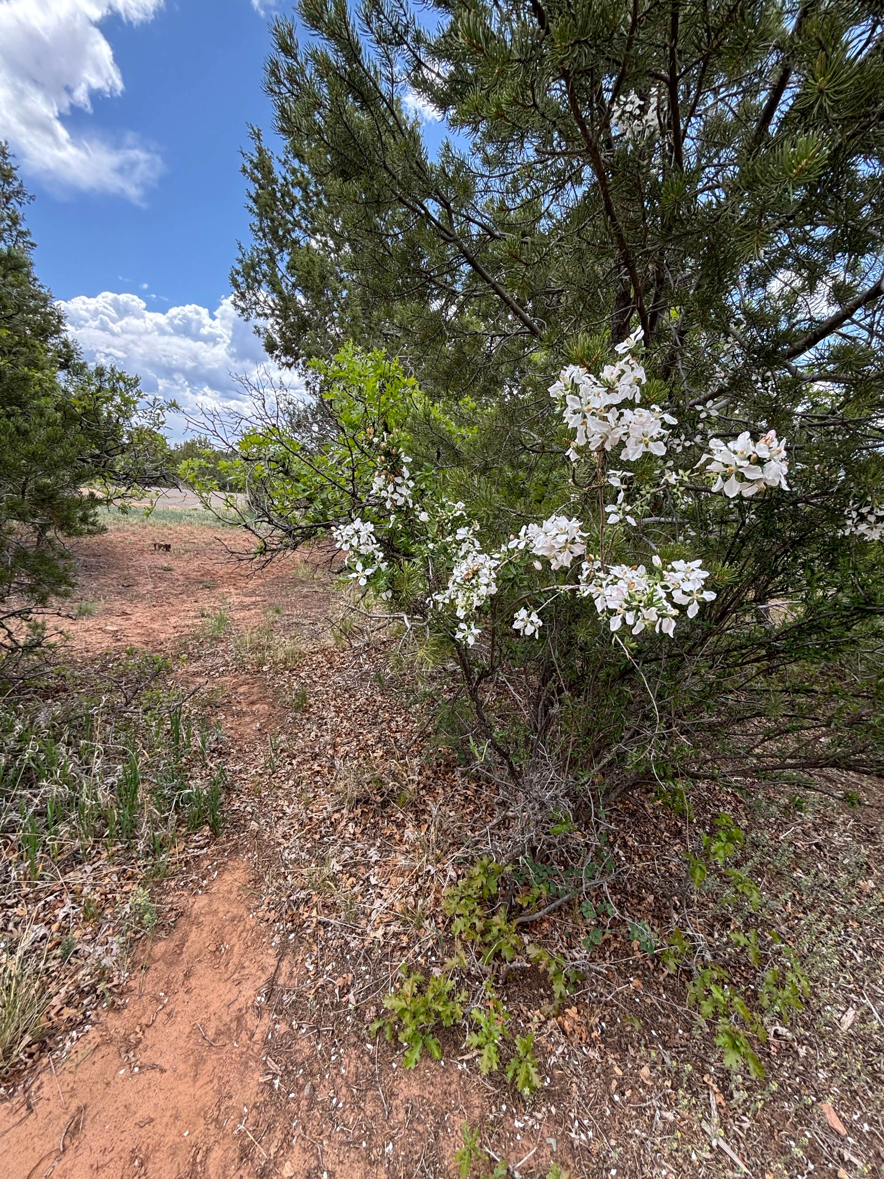 Camping near mcphee recreation complex: McPhee Campground, Dolores, Colorado
