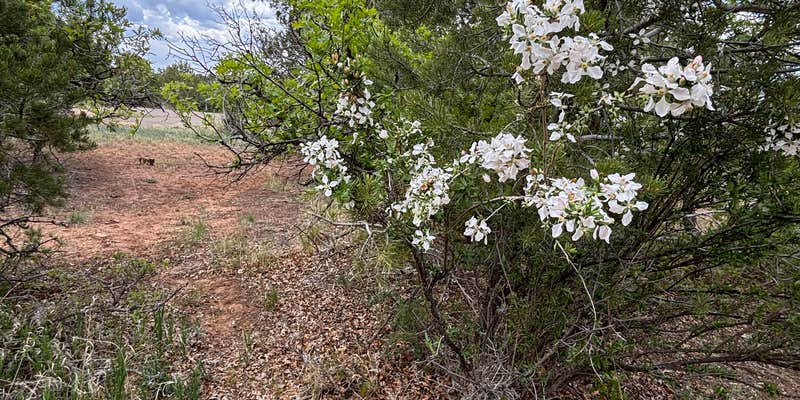 Camper submitted image from McPhee Campground