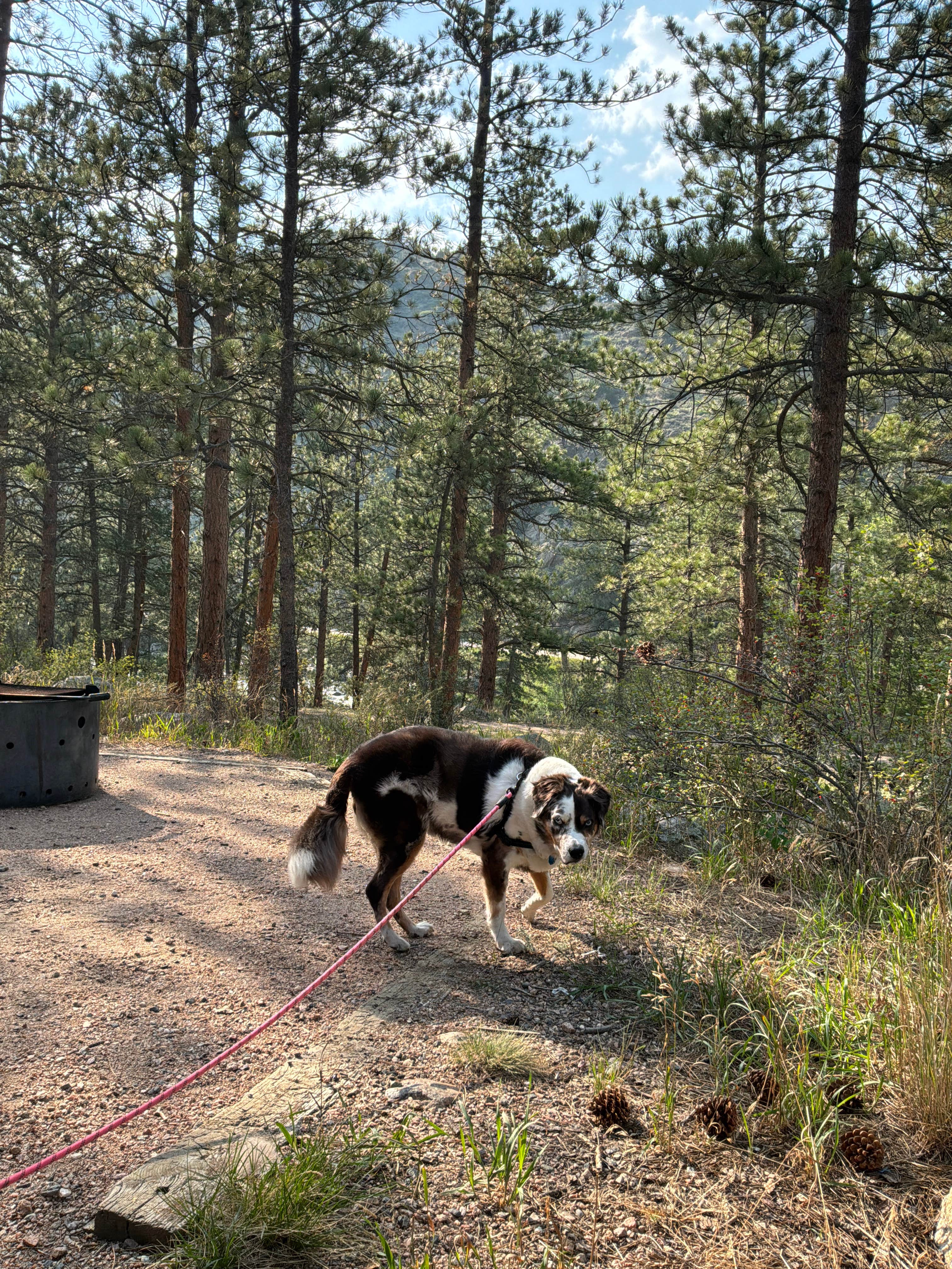 Priscilla  C.'s photo of camping with pets at Mountain Park near Wellington, CO