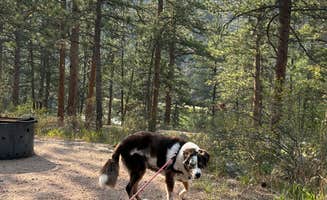 Priscilla C.'s photo of camping with pets at Mountain Park near Bellvue, CO
