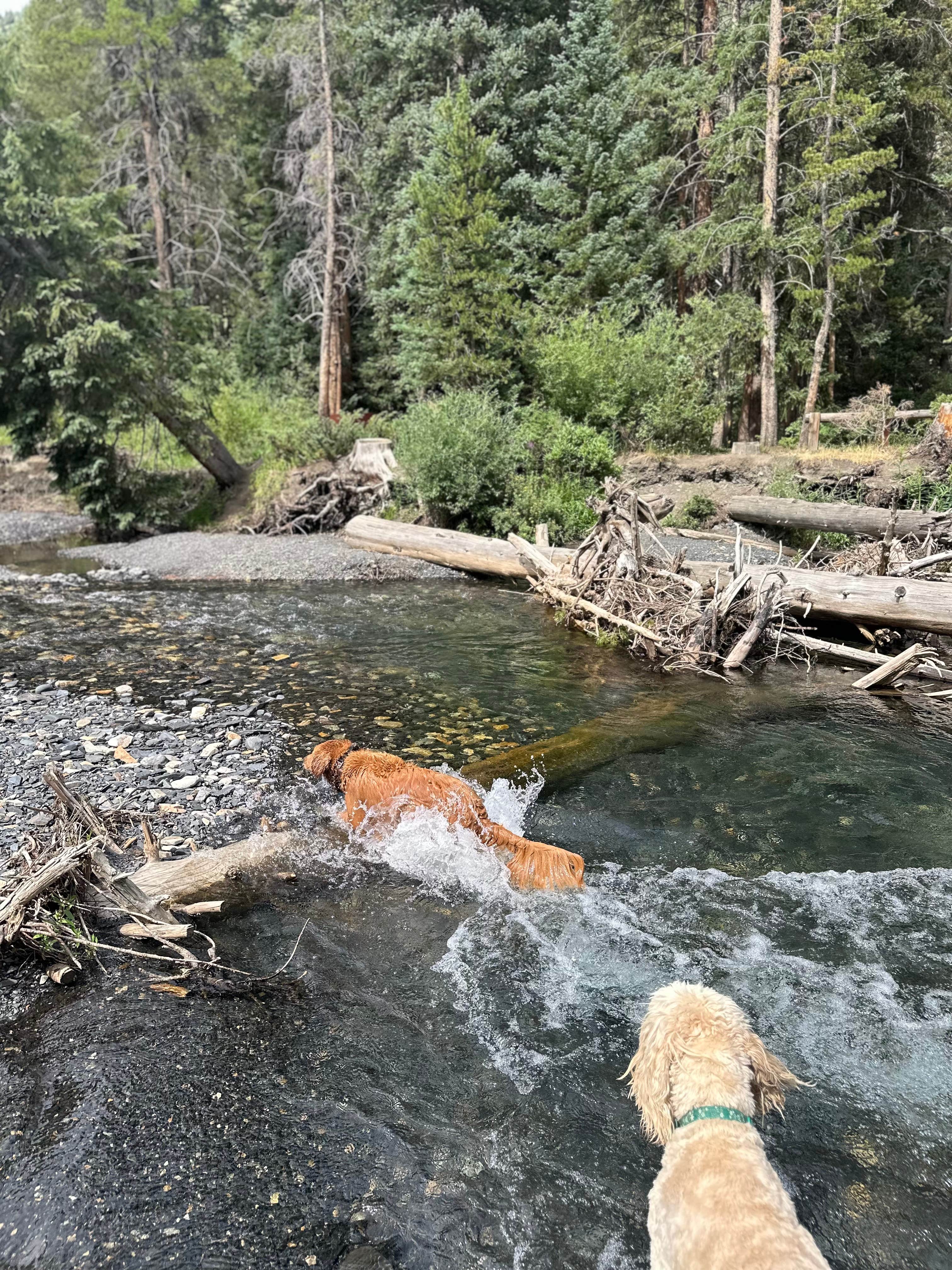Vanessa C.'s photo of camping with pets at Oh Be Joyful Campground near Crested Butte, CO