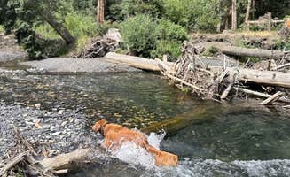 Vanessa C.'s photo of camping with pets at Oh Be Joyful Campground near Almont, CO