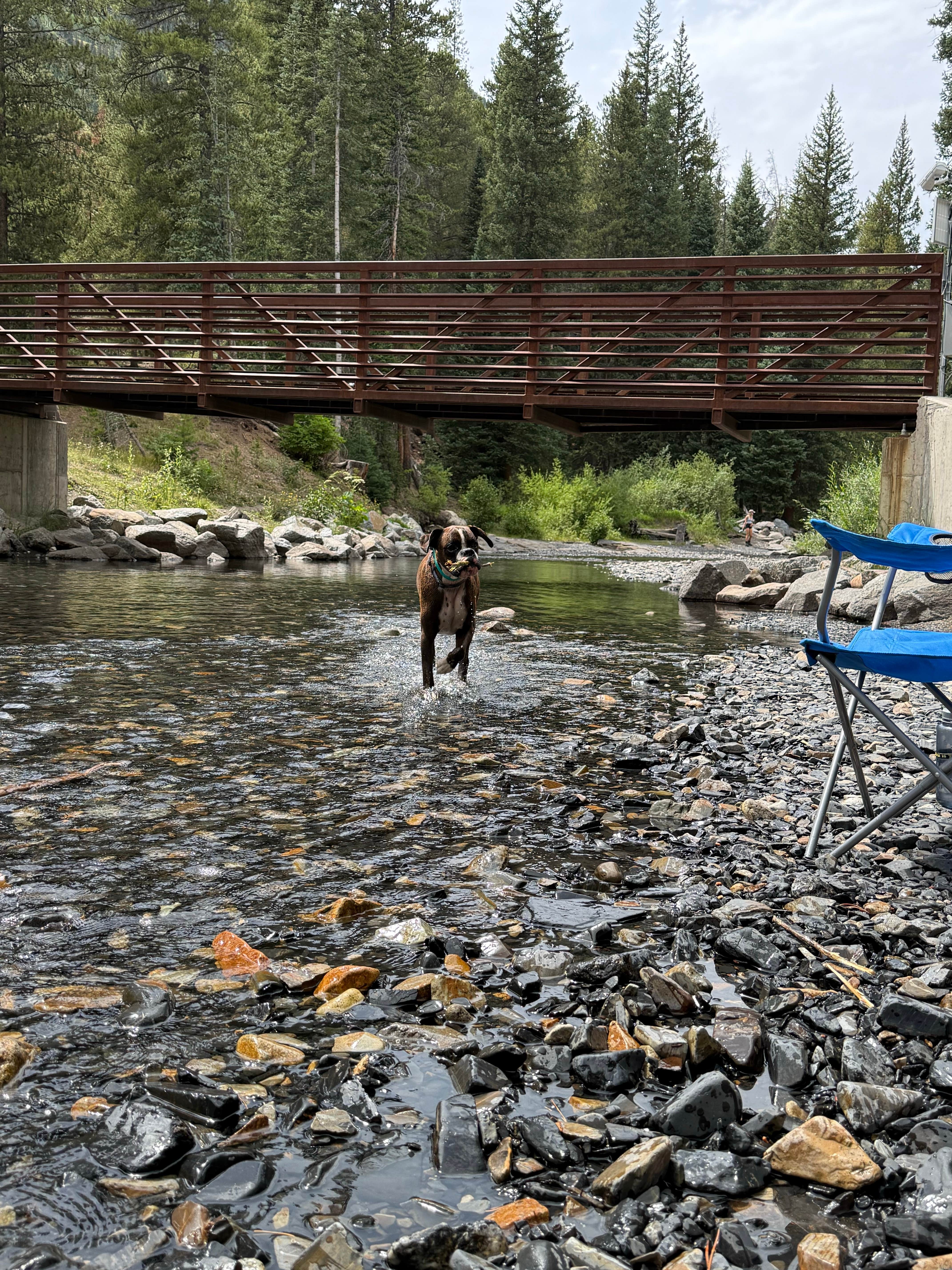 Brian E.'s photo of camping with pets at Oh Be Joyful Campground near Almont, CO