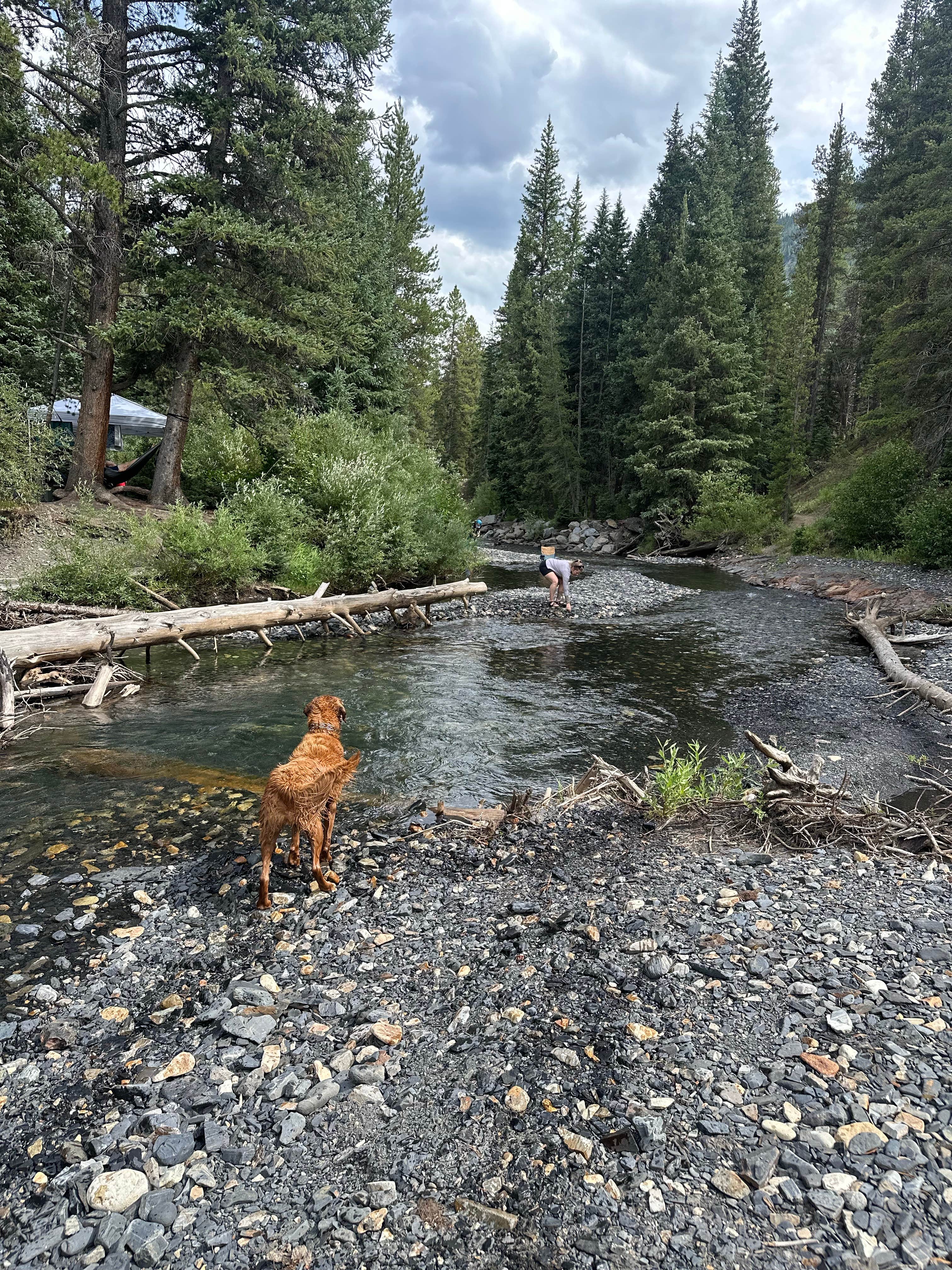 Vanessa C.'s photo of camping with pets at Oh Be Joyful Campground near Gunnison, CO