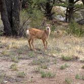 Review photo of Pinon Flats Campground — Great Sand Dunes National Park by Robert L., September 10, 2026