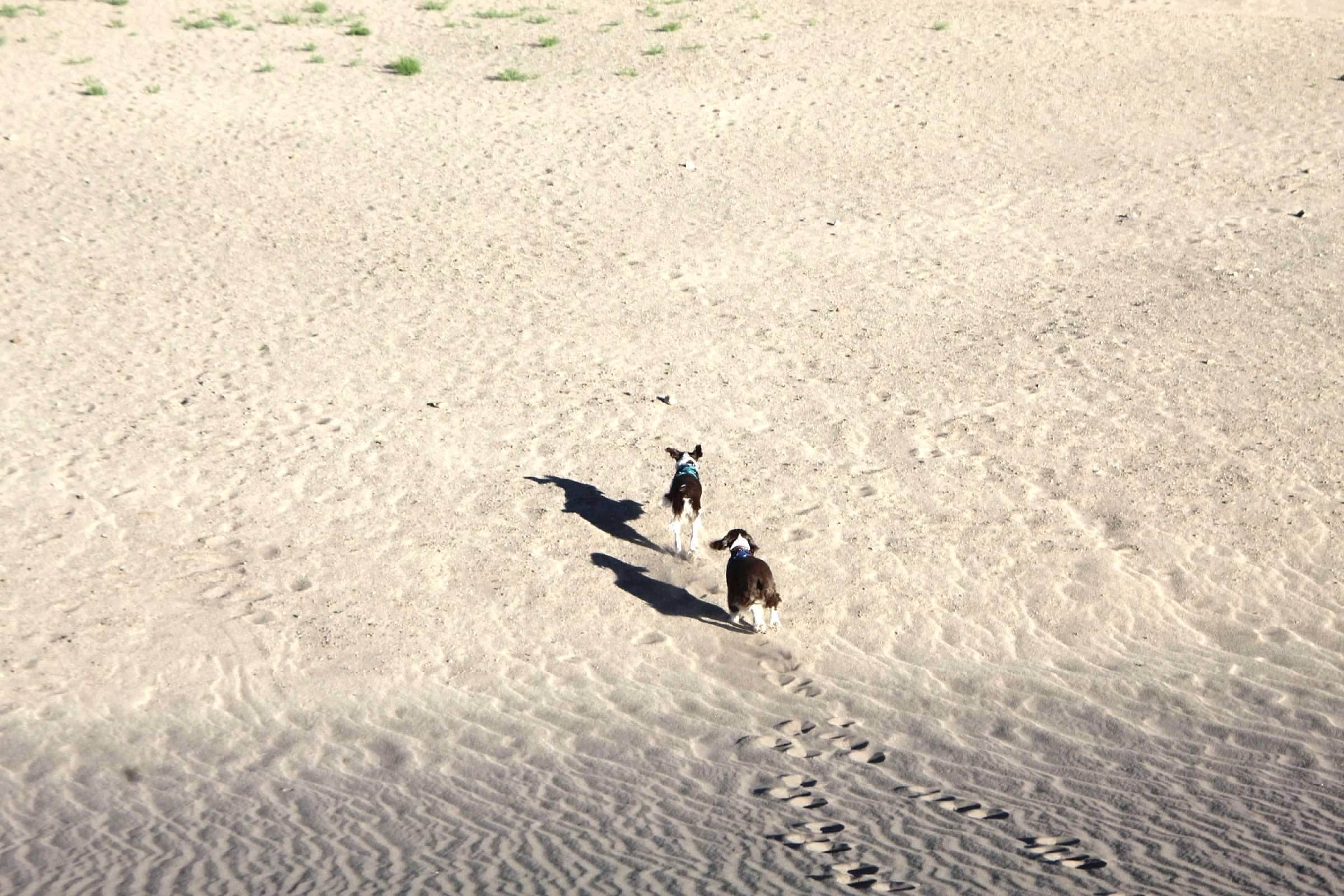 Joel R.'s photo of camping with pets at Pinon Flats Campground — Great Sand Dunes National Park near Westcliffe, CO