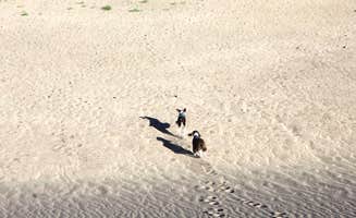 Joel R.'s photo of camping with pets at Pinon Flats Campground — Great Sand Dunes National Park near Gardner, CO