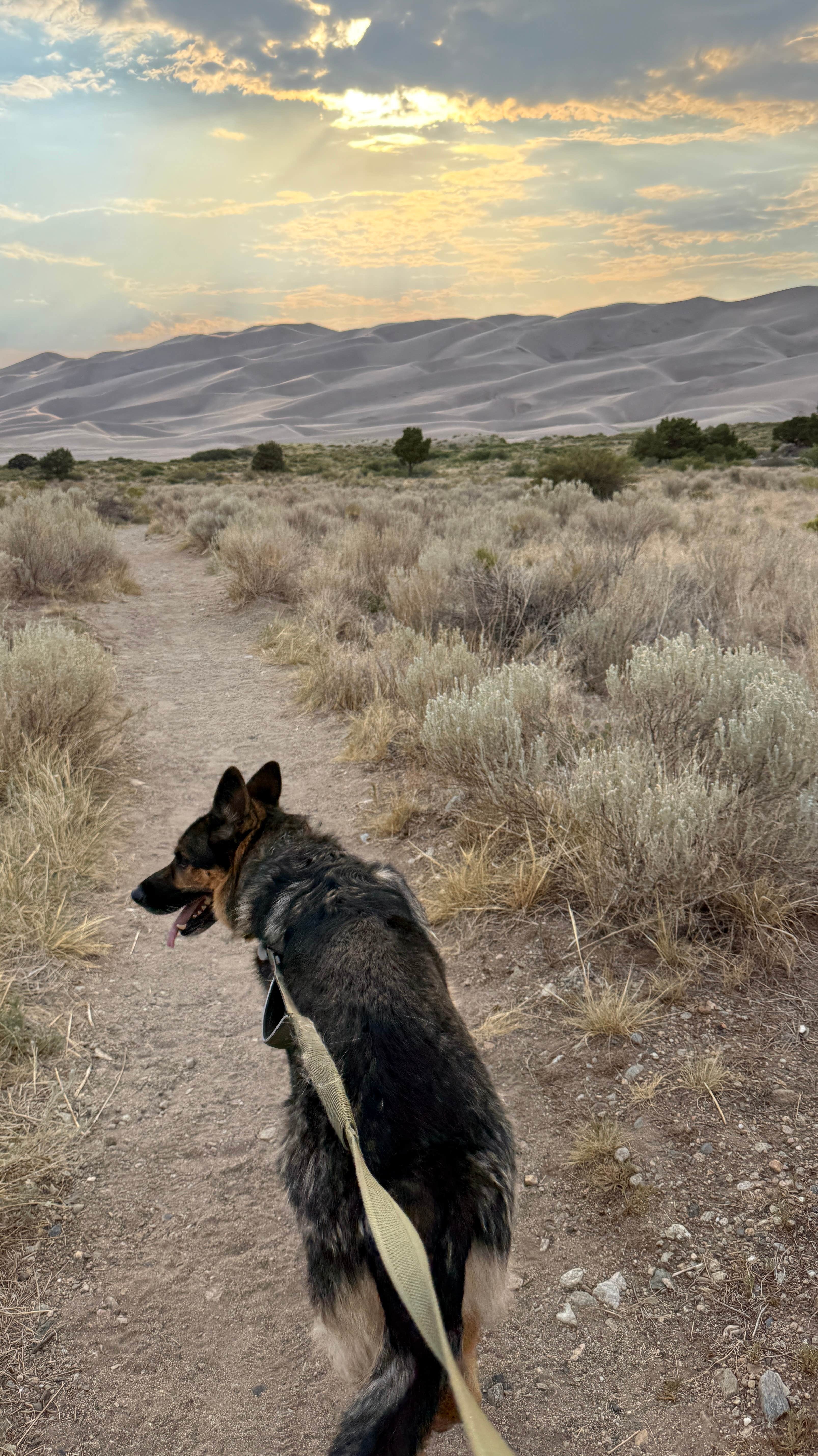 Elena N.'s photo of camping with pets at Pinon Flats Campground — Great Sand Dunes National Park in Colorado