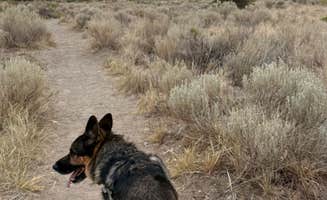 Elena N.'s photo of camping with pets at Pinon Flats Campground — Great Sand Dunes National Park near Gardner, CO