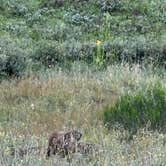 Review photo of Priest Lake Dispersed Camping Area by Chris , July 8, 2025