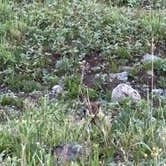 Review photo of Priest Lake Dispersed Camping Area by Chris , July 8, 2025