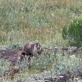Review photo of Priest Lake Dispersed Camping Area by Chris , July 8, 2025