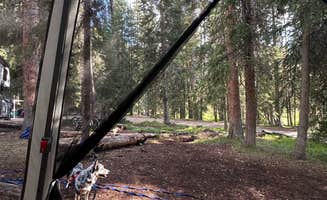 Michelle F.'s photo of camping with pets at Robbers Roost Campground near Georgetown, CO