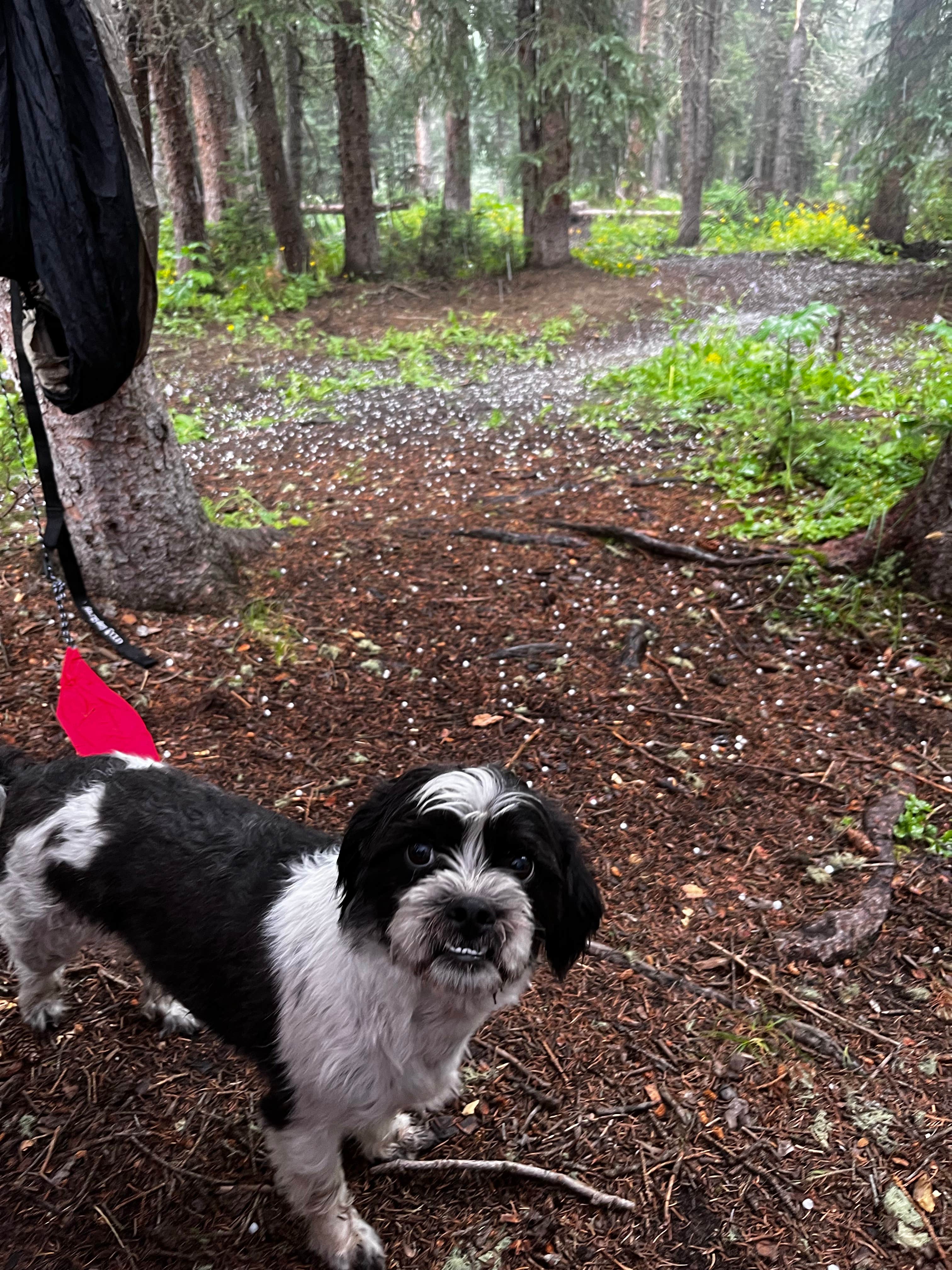 Camper-submitted photo at Robbers Roost Campground near Central City, CO