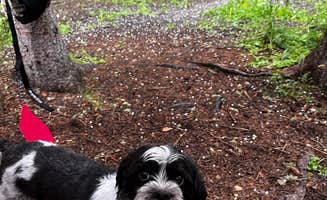 Paulina B.'s photo of camping with pets at Robbers Roost Campground near Georgetown, CO
