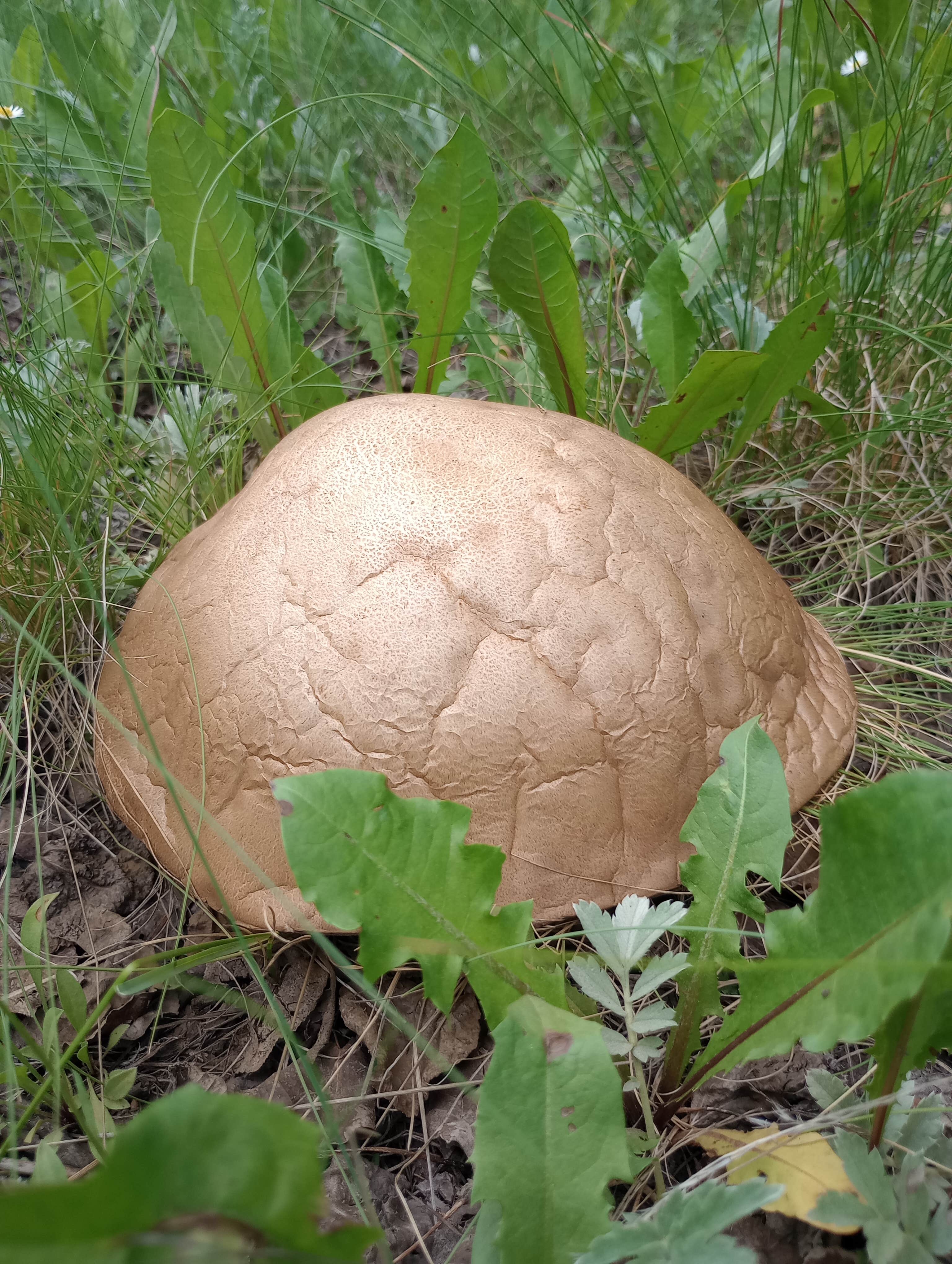 Camping near Middle Frisco Trailhead #879: Rock Creek, Monte Vista, Colorado