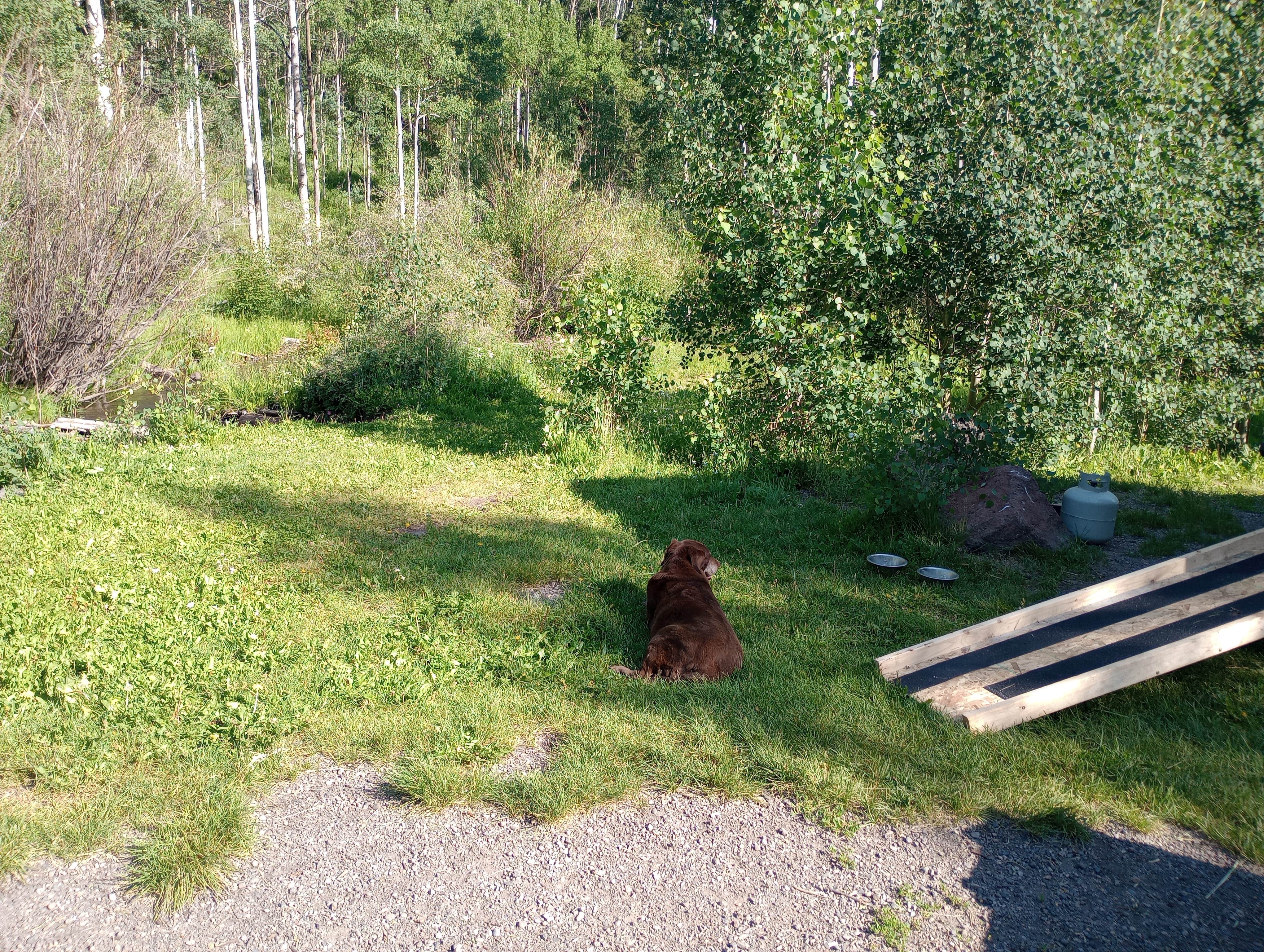 Will H.'s photo of camping with pets at Rock Creek near Antonito, CO