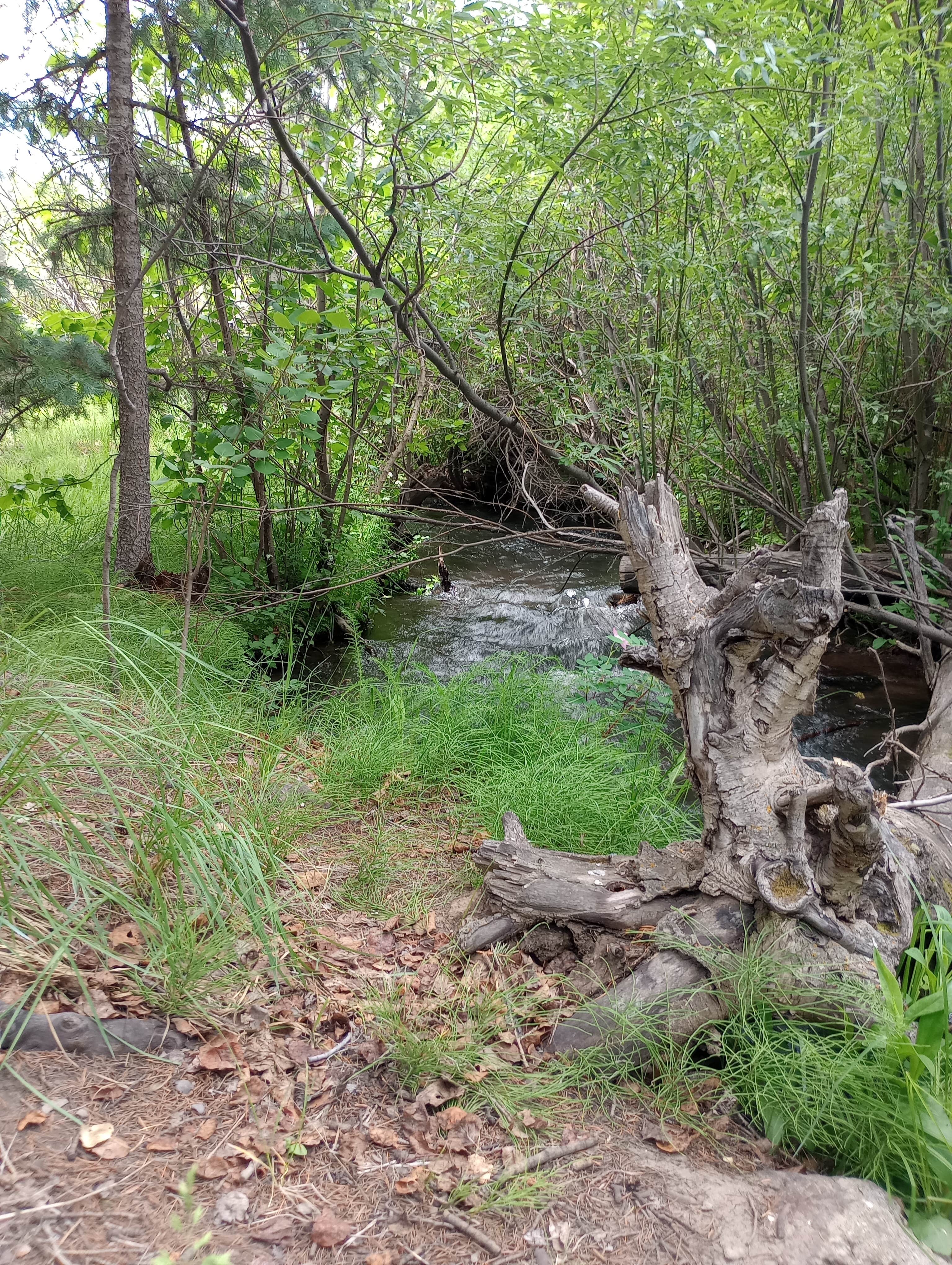 Camper submitted image from Rock Creek - 4