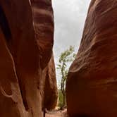 Review photo of Saddlehorn Campground — Colorado National Monument by Roger A., May 19, 2025