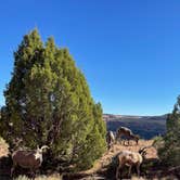 Review photo of Saddlehorn Campground — Colorado National Monument by Scott D., October 24, 2024