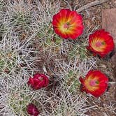 Review photo of Saddlehorn Campground — Colorado National Monument by NeTesse R., April 11, 2026